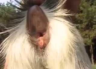 Kinky human couple and a tight pussy goat