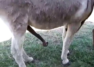 Two horses are about to fuck, HARD