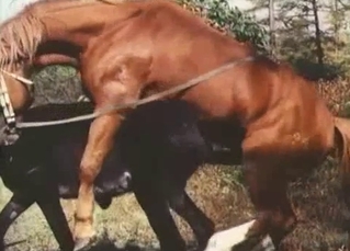 Brown horse is about to fuck a donkey