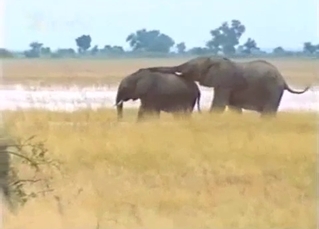 For all the elephant cock lovers out there