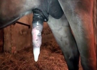 Pony nails a tight twat