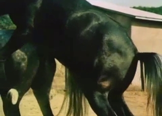 Wild muscled horses have nice sex