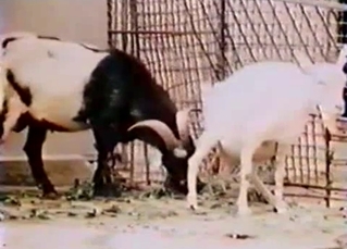 Goat is gonna fuck another goat