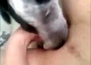 Nice white dog and a wide-opened cunt