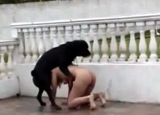 Perfect outdoor bestiality with a black dog