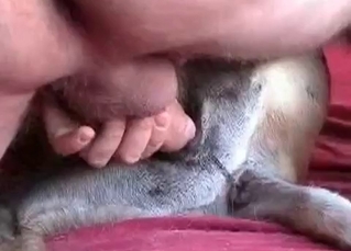 Drilling my own doggy in missionary pose