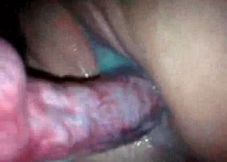 Red dog dick in a tight shaved pussy