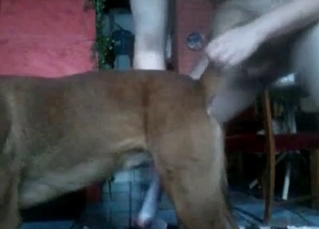 Fat guy fucks his awesome doggy with love