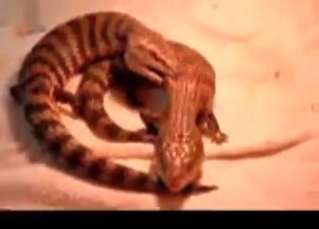 Exotic bestiality sex with a big python