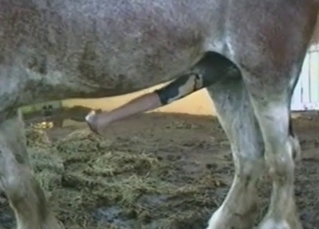 Let's look at this stallion's twitching dick